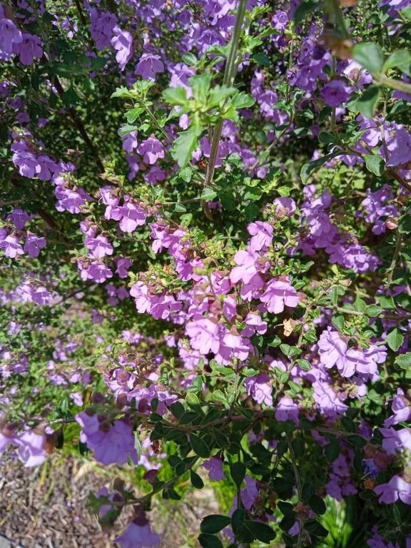 Cut-leaf mintbush