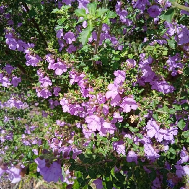 Cut-leaf mintbush