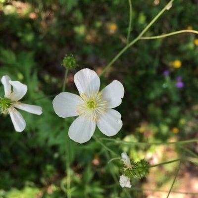 Ranunculus platanifolius — flower
