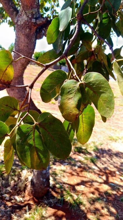 Hymenaea stigonocarpa
