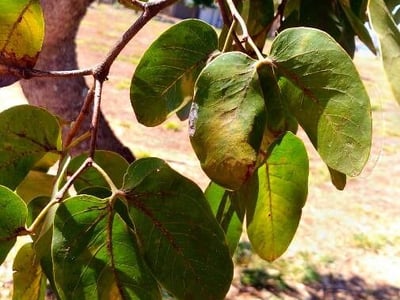 Hymenaea stigonocarpa