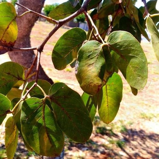 Hymenaea stigonocarpa