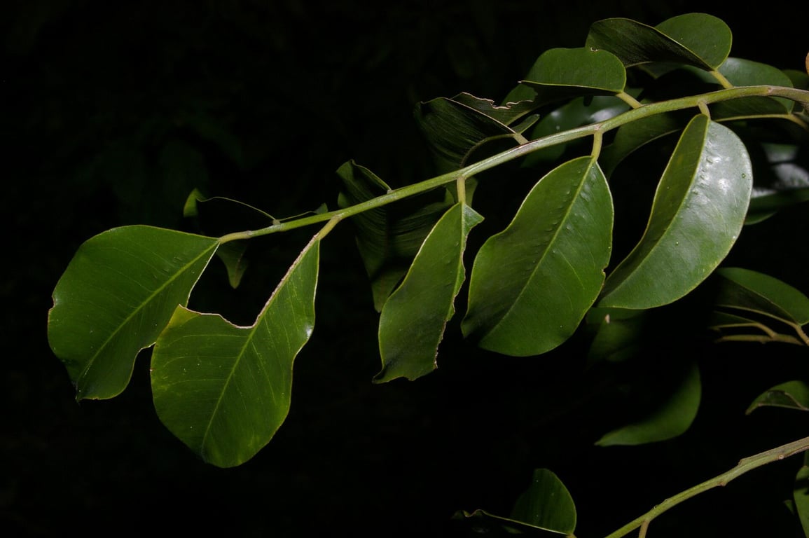 Balsam of tolu