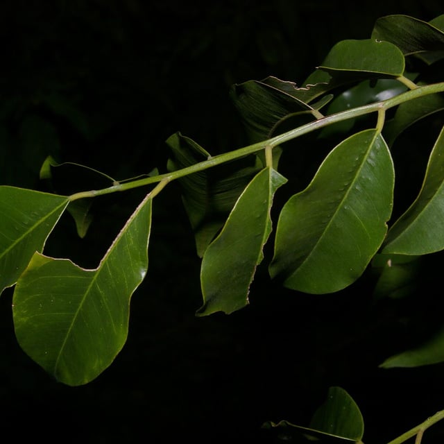 Balsam of tolu