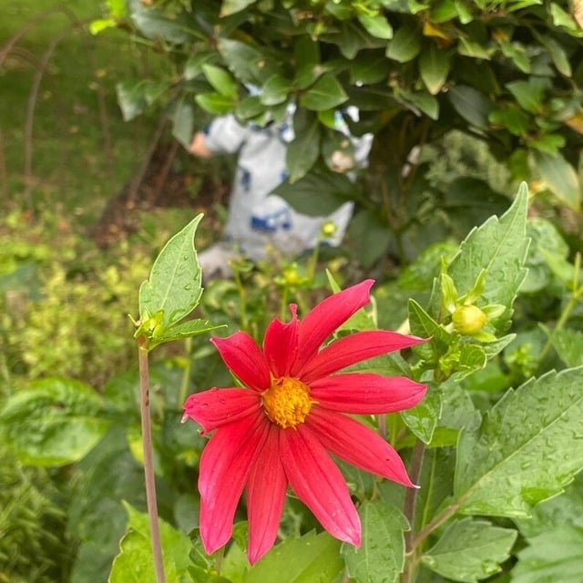 Dahlia coccinea — flower
