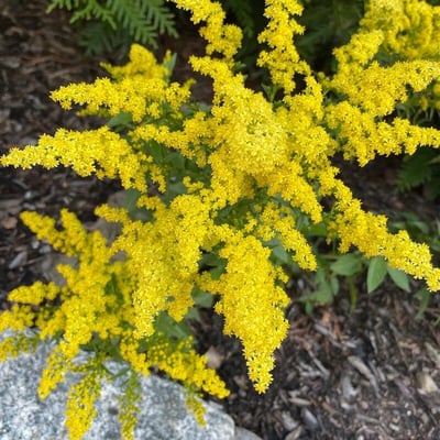 Solidago nemoralis — flower
