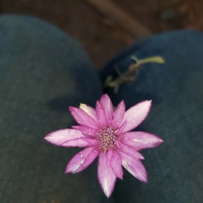 Xeranthemum inapertum — flower