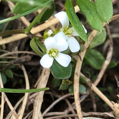Cardamine bellidifolia — flower