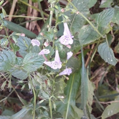 Clinopodium nepeta — flower
