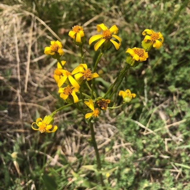 Senecio integerrimus — flower