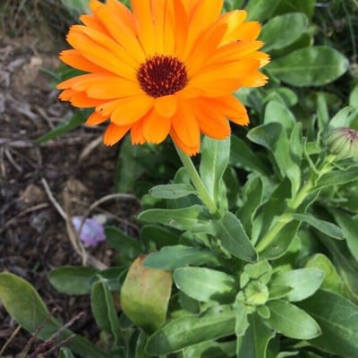 Calendula officinalis — flower