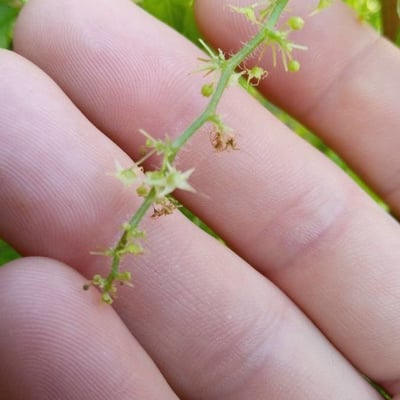 Gynostemma pentaphyllum — flower
