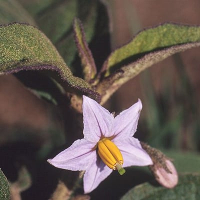 Solanum nudum — flower