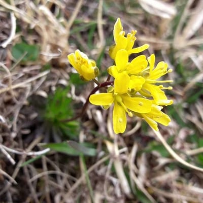 Draba aizoides — flower