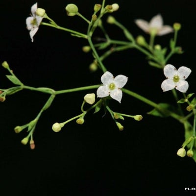 Galium sylvaticum — flower
