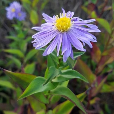 Aster amellus — flower