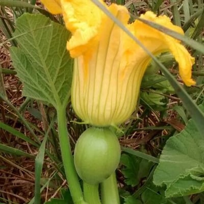 Cucurbita pepo — flower
