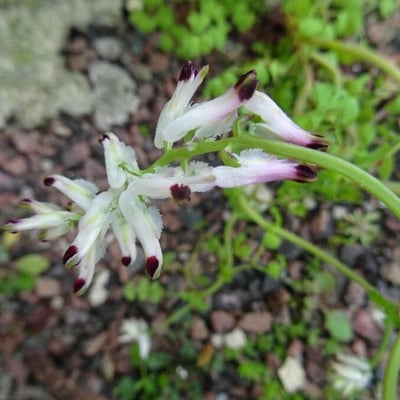 Fumaria capreolata — flower