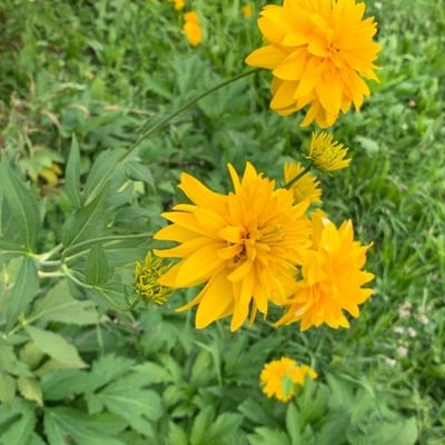 Rudbeckia laciniata — flower