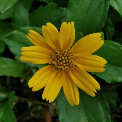Sphagneticola trilobata — flower