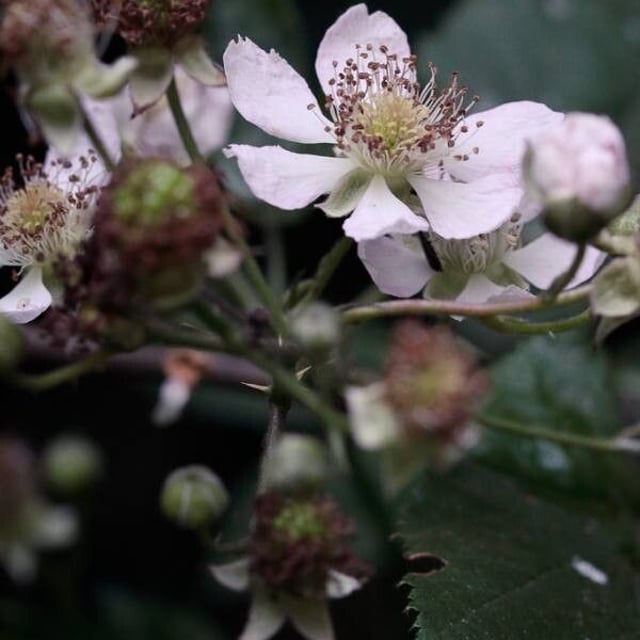 Rubus gratus — flower