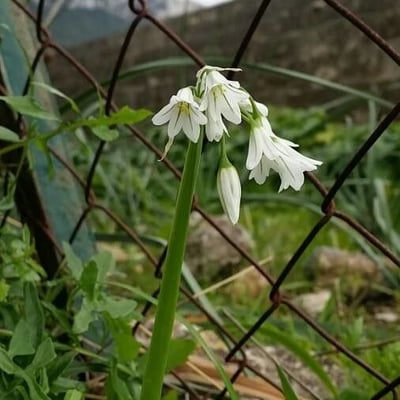Allium triquetrum — flower
