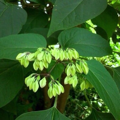 Clerodendrum trichotomum — flower