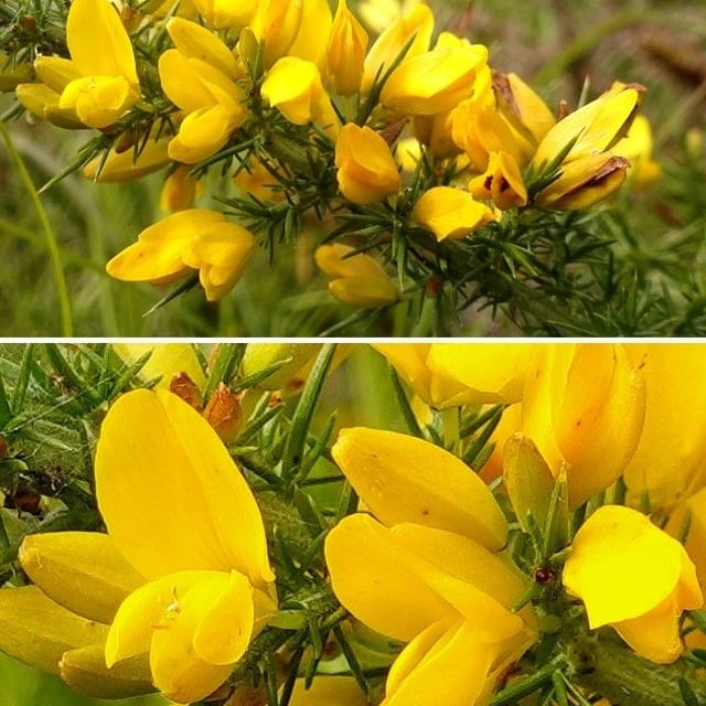 Ulex gallii — flower