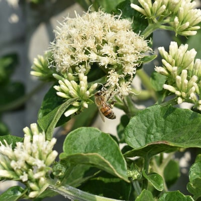 Mikania cordifolia — flower