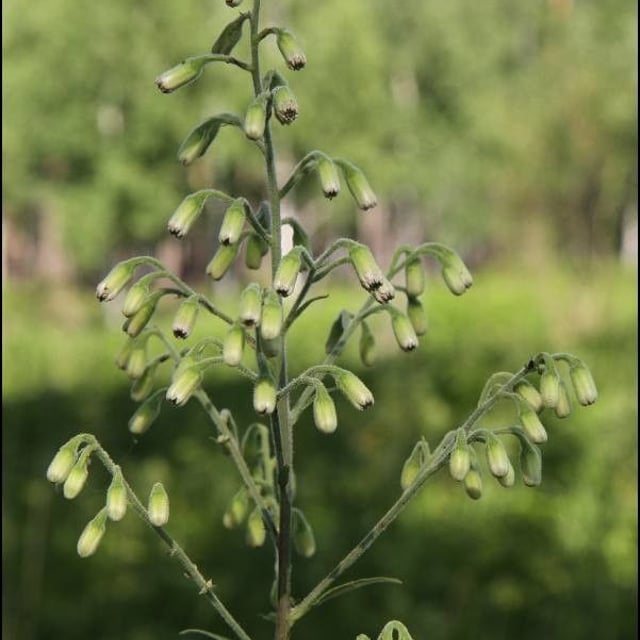 Parasenecio hastatus — flower
