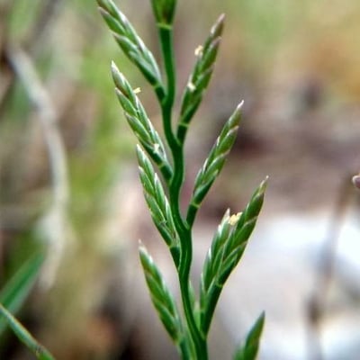 Catapodium rigidum — flower