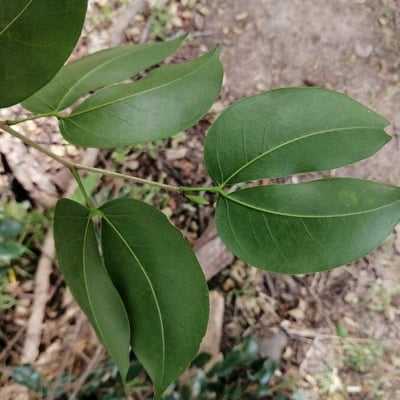Hymenaea courbaril — leaf