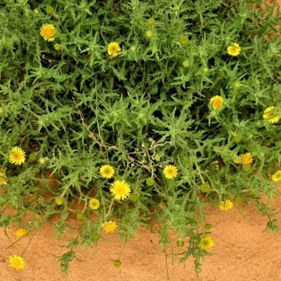 Asteriscus graveolens — flower