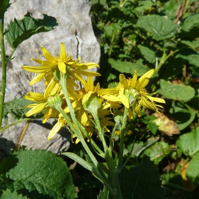 Jacobaea alpina — flower