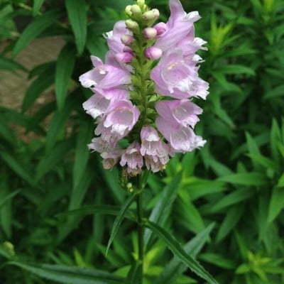 Physostegia virginiana — flower