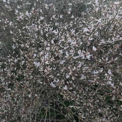 Retama raetam — flower