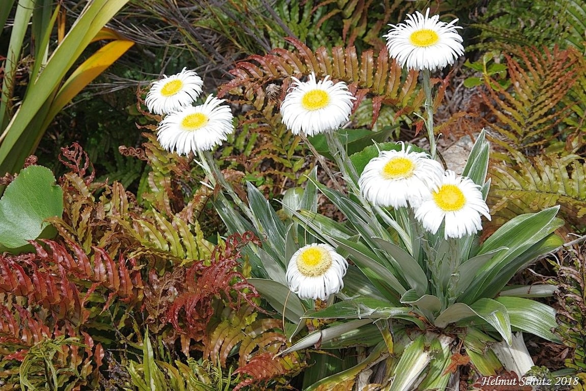 Common mountain daisy