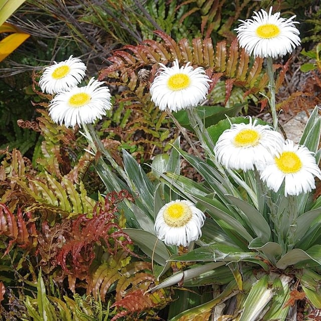 Common mountain daisy
