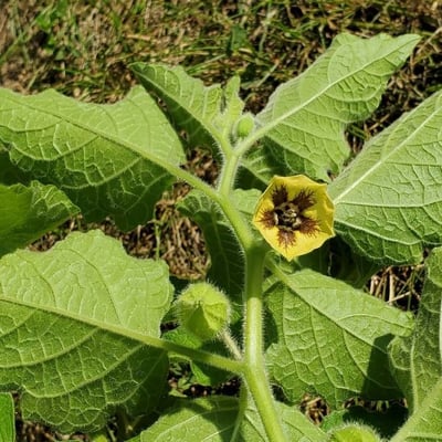 Physalis heterophylla — flower