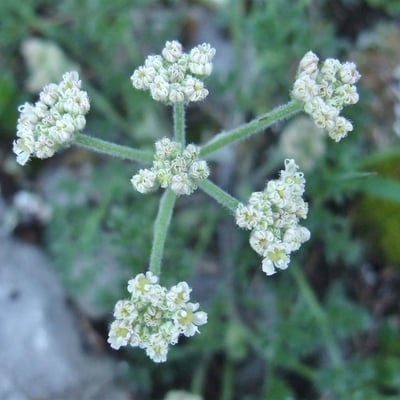 Athamanta cretensis — flower