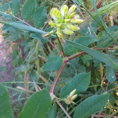 Astragalus glycyphyllos — flower