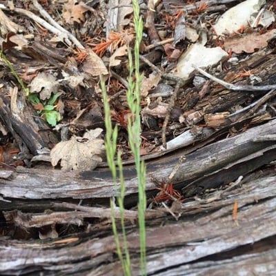 Festuca marginata — flower