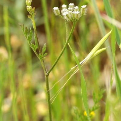 Torilis leptophylla — flower