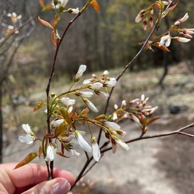 Amelanchier laevis — flower