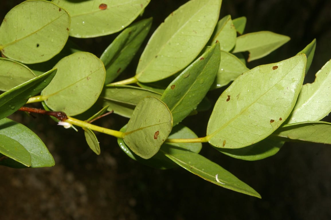Psidium salutare