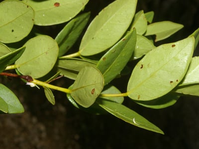 Psidium salutare