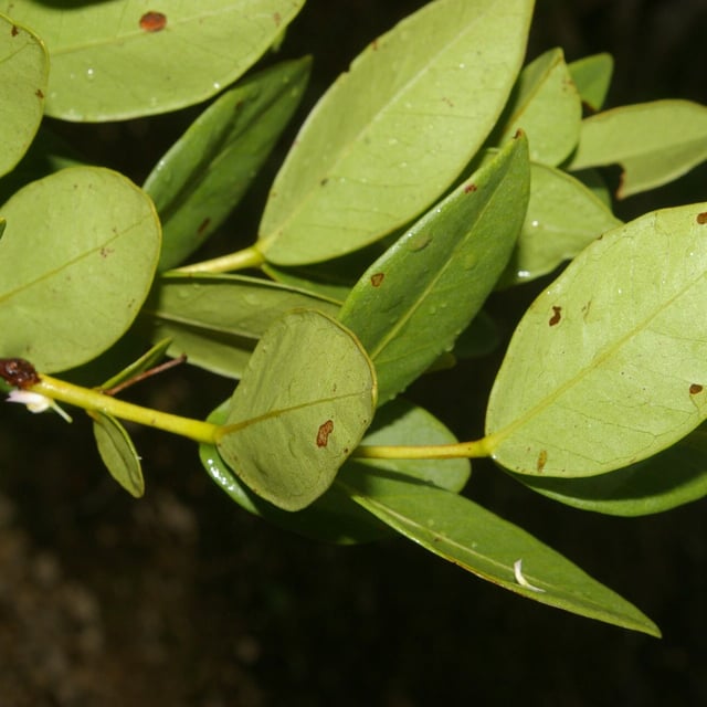 Psidium salutare