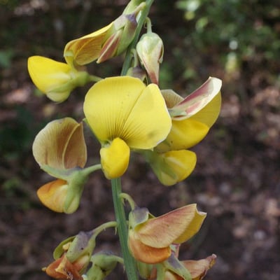 Crotalaria retusa — flower