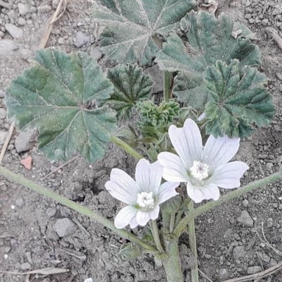Malva neglecta — flower