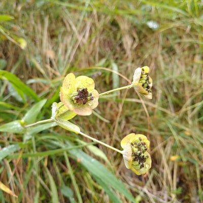 Bupleurum stellatum — flower